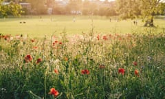 View of Peckham Rye Common at sunset with poppies in the foreground