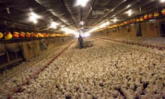 Chicken farmer Craig Watts walks though a chicken house at C&A Farms in Fairmont<br>Chicken farmer Craig Watts walks though a chicken house looking for dead and injured birds at C&A Farms in Fairmont, North Carolina, June 10, 2014. Picture taken June 10, 2014. To match Special Report FARMACEUTICALS-CHICKEN/ REUTERS/Randall Hill  (UNITED STATES - Tags: AGRICULTURE BUSINESS HEALTH ANIMALS DRUGS SOCIETY)