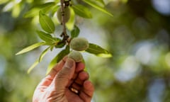 An almond farm in California. The US farming community is waiting uneasily for Donald Trump to pick an agriculture secretary who will champion their causes.