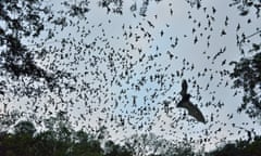 Bats leaving cave to feed at sunset, Calakmul Biosphere Reserve, Campeche, Mexico<br>GettyImages-556414989