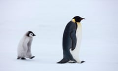 Emperor penguins