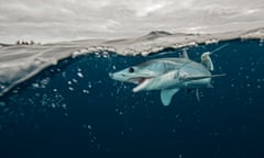 Underwater view of young mako shark struggling with fishing line, Pacific side, Baja California, Mexico<br>Underwater view of young Shortfin mako shark struggling with fishing line, Pacific side, Baja California, Mexico