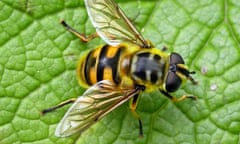 Myathropa florea, identified by a marking resembling the Batman silhouette on its thorax