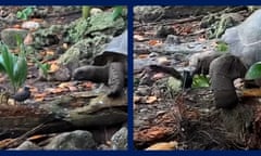 Giant tortoise eats baby bird seychelles