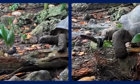 Giant tortoise filmed attacking and killing baby bird – video