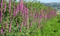 The foxgloves off Summers Lane