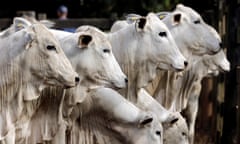 Zebu cattle in Paulinia, Brazil