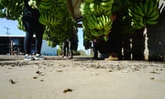 Fruit pickers with bananas