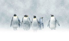 Penguins stand in a snow storm.