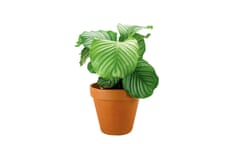 The zebra plant with its broad green leaves, in a terracotta pot.