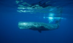 sperm whale