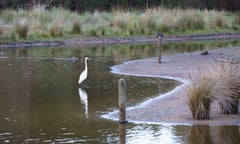 Water birds hunting for fish in the Briars nature reserve