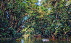 Drifting under the canopy. Freshwater snorkelling in the Daintree, North Queensland, Australia.