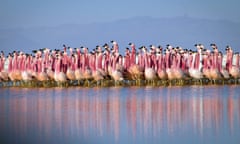 A flamingo colony in the Andes, in a scene from Planet Earth: A Celebration.