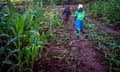 ZIMBABWE-WEATHER-CYCLONE<br>Women walk through a field of maize devastated by Cyclone Idai near Ngangu, in Chimanimani on March 20, 2019. - International aid agencies raced on March 20, 2019 to rescue survivors and meet spiralling humanitarian needs in three impoverished countries battered by one of the worst storms to hit southern Africa in decades. Five days after tropical cyclone Idai cut a swathe through Mozambique, Zimbabwe and Malawi, the confirmed death toll stood at more than 300 and hundreds of thousands of lives were at risk, officials said. (Photo by ZINYANGE AUNTONY / AFP) (Photo credit should read ZINYANGE AUNTONY/AFP/Getty Images)