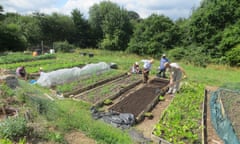 OrganicLea