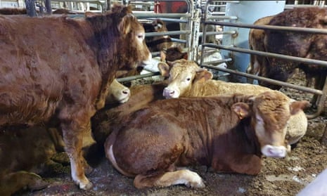 Hundreds of calves stranded at sea due to suspected disease – video