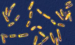 Clostridium difficile seen under optical microscopy.