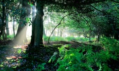 Sun shinning through oak tree, New Forest