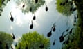 Tadpoles of the common toad swimming, seen from below.