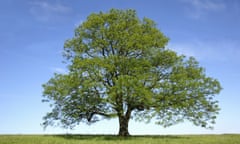 A lone ash tree on Butzer Hill, Queen Elizabeth Park, Hampshire.