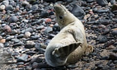 Cheeky pup<br>A seal pup sticks its tongue out at the influx of visitors arriving on the island.