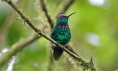 The violet-capped hummingbird