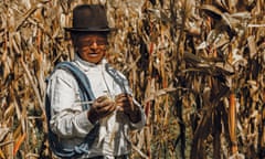 Ecuadorian farmer in his maize field.