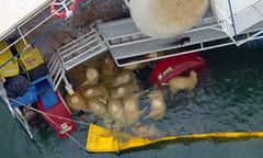 The Queen Hind cargo ship capsized off Romana in November 2019, leading to the deaths of 14,000 sheep.