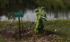 A recently planted avocado tree grows at the Lufasi Park near Lake Nora in Lagos, Nigeria, Sunday, Aug. 21, 2022. Locals living in once-heavily forested regions across Africa are starting to find their land in high demand as governments and companies seek to improve their climate credentials through carbon credit schemes, where tree-planting offsets carbon dioxide emissions. (AP Photo/Sunday Alamba)