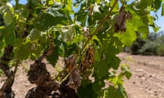 The vineyards of Penedès affected by the storm