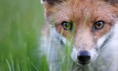 A closeup of the face of a red fox in a meadow.
