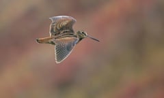 A Eurasian woodcock (Scolopax rusticola) in flight.