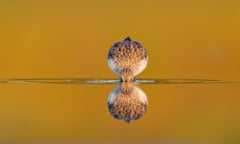 Stint reflection - Conditions were perfect, no wind, shallow water, reeds reflecting colour on the water. I lay in the shallow water and photographed the migratory waders as they fed around me. This Red-necked Stint has dipped its head into the mud