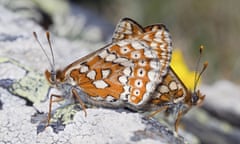 marsh fritillary (Euphydryas aurinia), mating, United Kingdom, Scotland, Islay<br>marsh fritillary (Euphydryas aurinia), mating, United Kingdom, Scotland, Islay
The Marsh Fritillary was once widespread in Britain and Ireland but has declined severely over the twentieth century. The Marsh Fritillary populations are highly volatile and the species requires extensive habitats or habitat networks for its long term survival. It is now confined to the western side of Britain and Ireland.