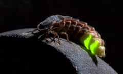 Glow-worm at night
