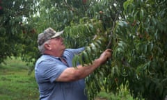 In this Aug. 10, 2016, photo, Bill Bader surveys his peach trees for damage he says is from illegal use of the herbicide dicamba. In late 2016, Bader filed suit, first against Monsanto, now owned by the German pharmaceutical and life sciences company Bayer, and then against its German competitor, BASF, as he blamed dicamba for destroying his peach farm near Campbell, Missouri, about 80 miles south of Cape Girardeau. In late February 2020, after a three-week trial that captured widespread attention, jurors ordered Bayer and BASF to pay Bader $15 million in compensation and $250 million in punitive damages. (Bryce Gray/St. Louis Post-Dispatch via AP)