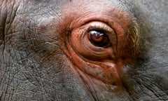 The eye of a hippopotamus is seen at Bioparque Wakata in Jaime Duque park, in Briceno municipality near Bogota, Colombia