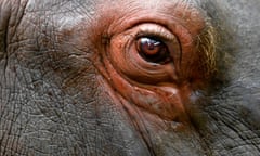 The eye of a hippopotamus seen at Bioparque Wakata in Jaime Duque park, near Bogota, Colombia Photograph: Raúl Arboleda/AFP/Getty Images