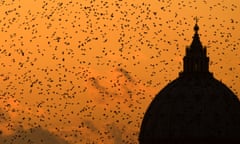 Rome, dome of st Peter's basilica, with sunset and starlings.