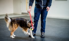 ▼ Playing ball: the University of Stirling now offers a master’s in human-animal interaction photograph: martin phelps Daniel &amp; Mavis Tuggy (DS) (1)