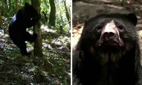 'Paddington' bears spotted in Bolivian forest raise hopes for species' survival – video