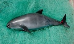 Vaquita (Phocoena sinus) by-catch mortality, caught in gill net for sharks and other fish, Gulf of California, Mexico<br>H7P0F5 Vaquita (Phocoena sinus) by-catch mortality, caught in gill net for sharks and other fish, Gulf of California, Mexico