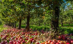 A mass of red apples on the ground under a row of apple trees