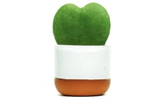 Sweet heart Houseplant