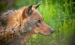 Rare Iberian wolf