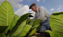 A farmer harvests tobacco plants