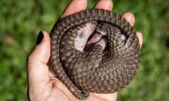 A white-bellied pangolin which was rescued from local animal traffickers at the Uganda Wildlife Authority office in Kampala, Uganda