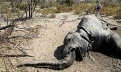 The carcass of one of the 350 elephants that were found dead in the Okavango delta in northern Botswana between May and June 2020.