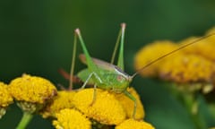 A long-winged conehead on yellow tansy flowers